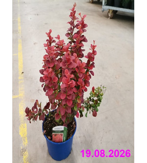 Berberis thunb. 'Florence'® C 2 L